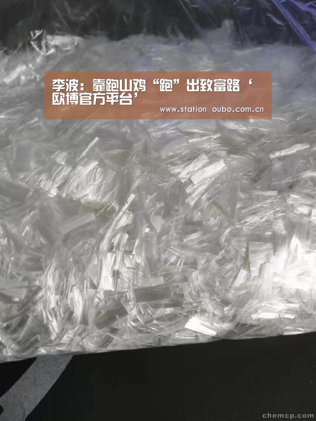 李波:靠跑山鸡“跑”出致富路‘欧博官方平台’(图3) 欧博官网