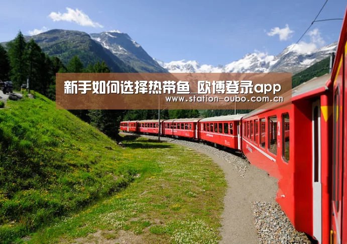 新手如何选择热带鱼_欧博登录app(图2) 欧博官方平台